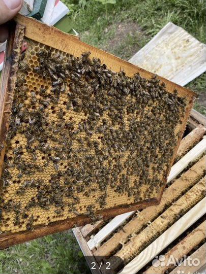 Улья с пчелосемьями
