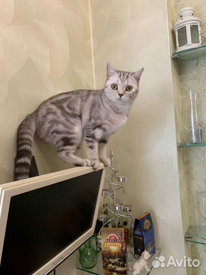 Шотландская кошка вязка