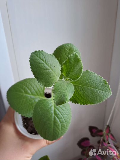 Пеленкрантус (мята)