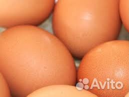 Инкубационное яйцо билефельдер