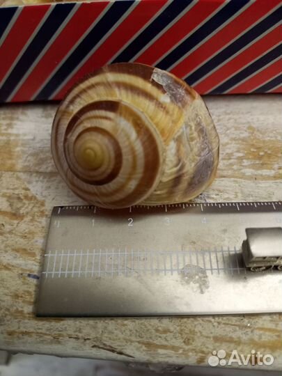 Улитки чистые для рукоделия и поделок в школу, сад