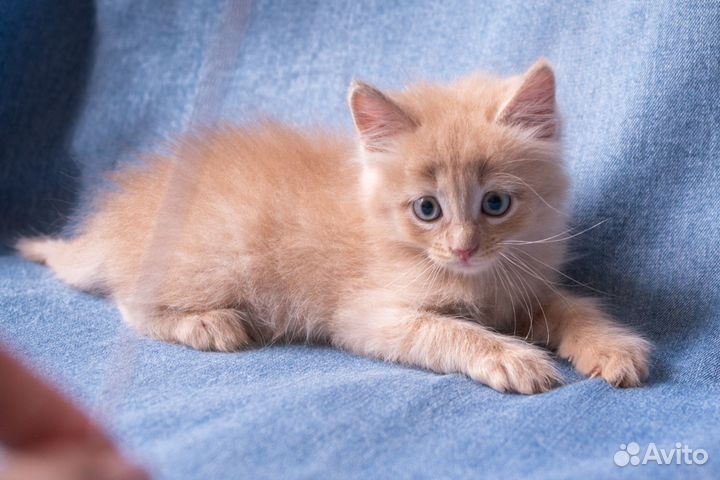 Рыжий котенок мальчик, кот 2,5 месяца