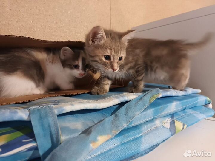 Котята в добрые руки