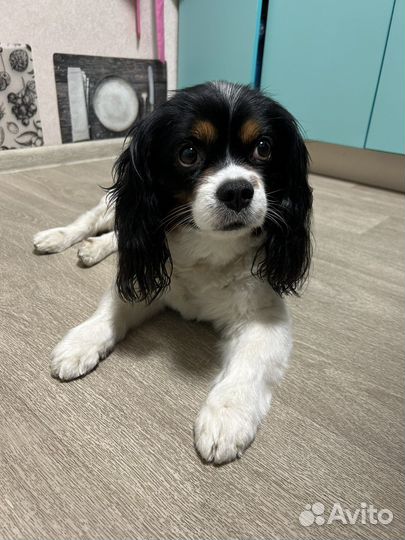 Гостиница для животных/передержка/догситтер