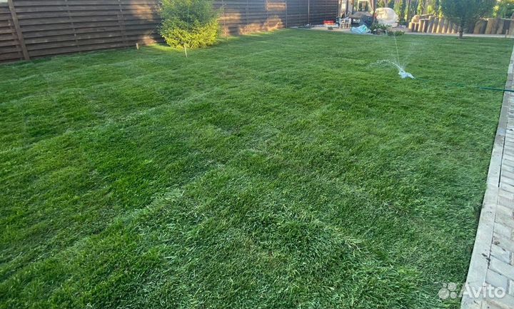 Семена посевного газона, Рулонный газон