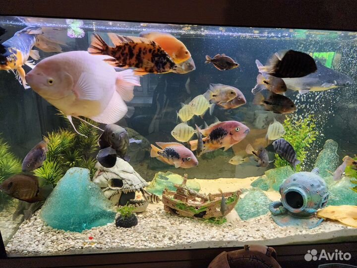 Аквариумные рыбки