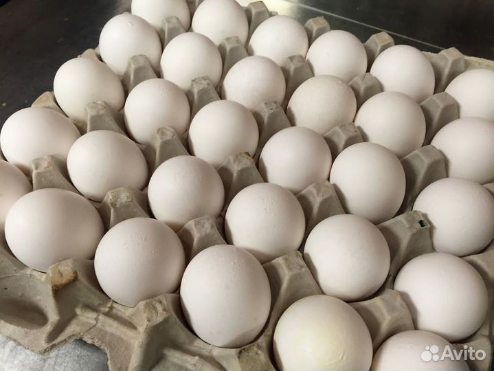 Инкубационное яйцо кур Леггорн Белый стандарт