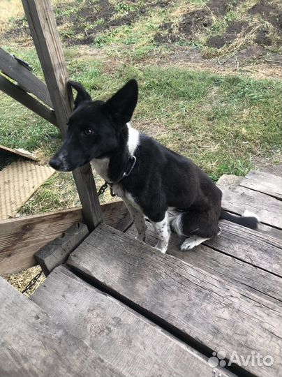 Отдам в добрые руки