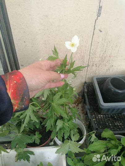 Петунья, ветреница