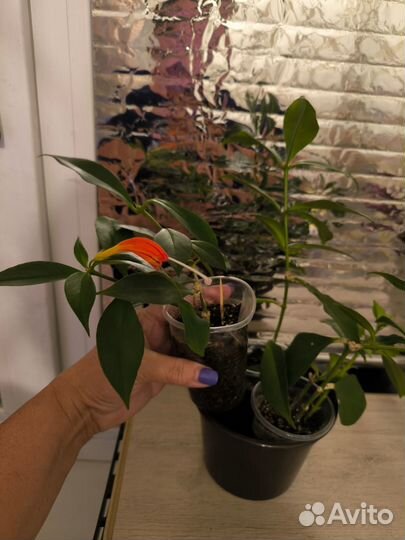 Комнатный цветок Эсхинантус