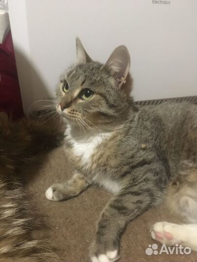 Кошка Сима ищет новый дом