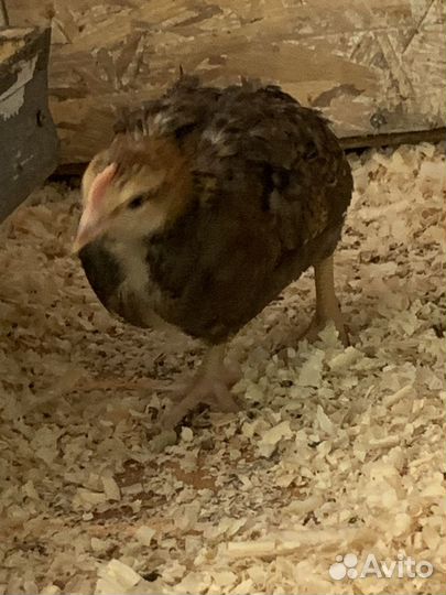 Молодые петухи