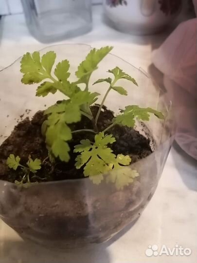 Пиретрум. Многолетняя ромашка или хризантема сад