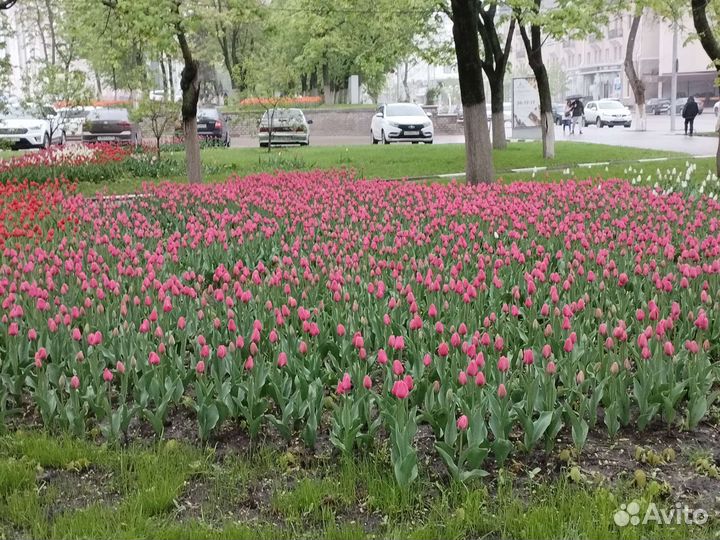 Кокон ортопедический для новорожденных