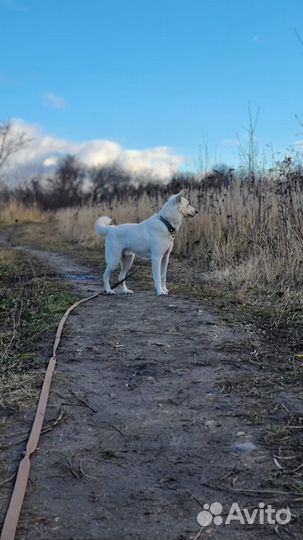 Белоснежный красавец из приюта в дар
