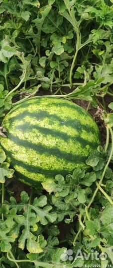 Арбуз Оптом