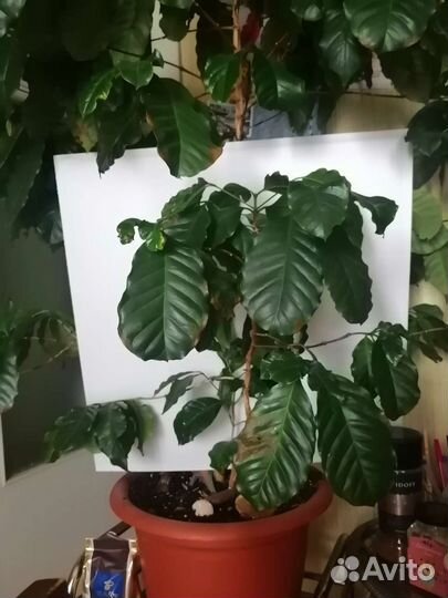 Кофе Аравийский