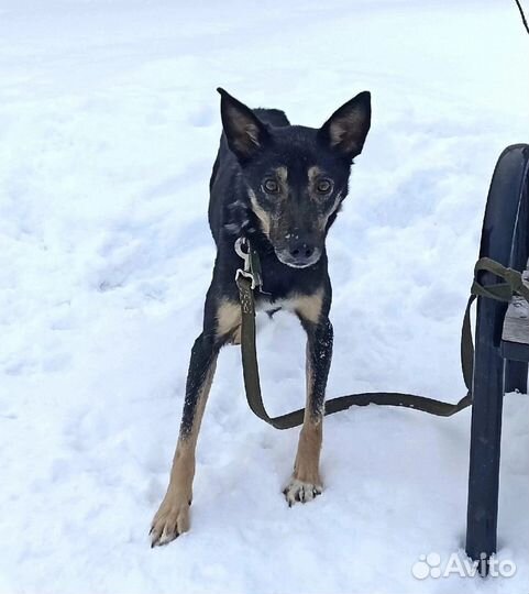 Кнопочка. Небольшая собака,которая надеется. Ждет