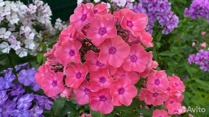 Продаются флоксы