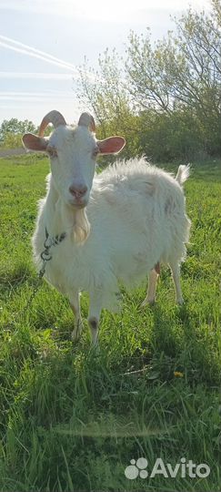Коза дойная молочная
