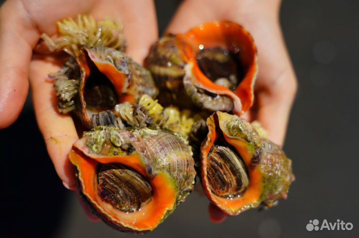 Мясо рапана