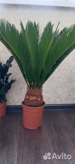 Цикас революта (саговая пальма)