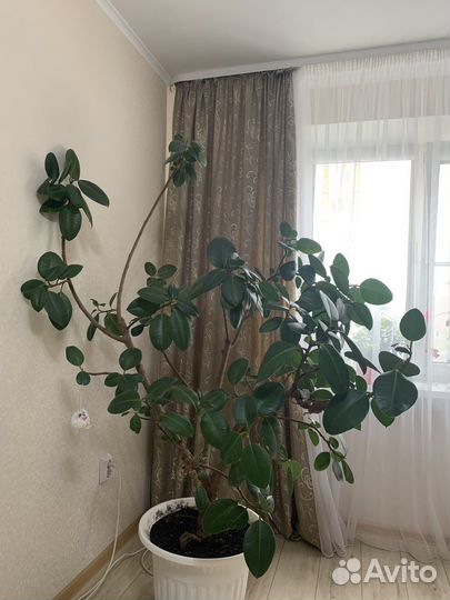 Фикус для счастья