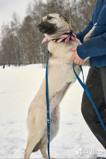 Собачка подросток в ожидании человека в приюте