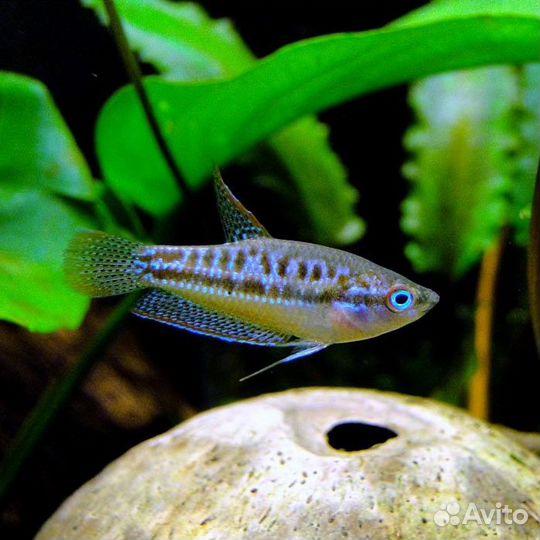 Искрящийся гурами - маленькая аквариумная рыбка