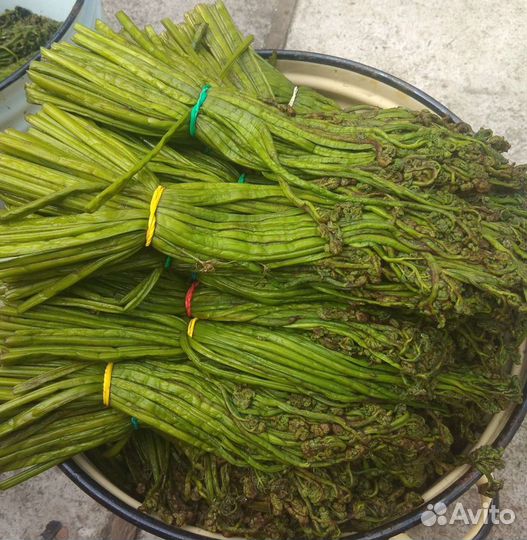 Папоротник Орляк соленый