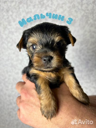 Йоркширский терьер мини стандарт микро