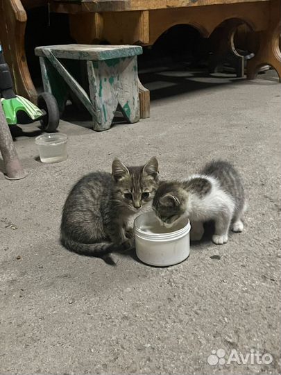 Котик бесплатно