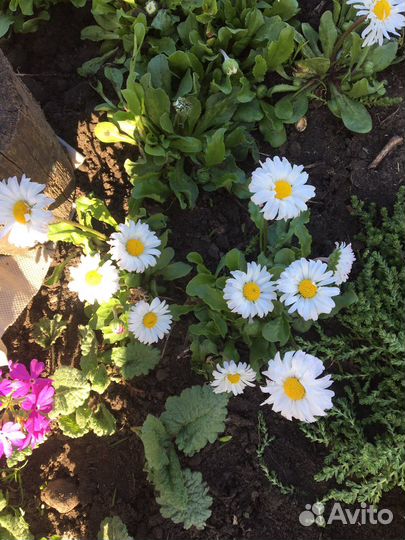 Многолетники