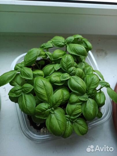 Рассада базилик зелёный и фиолетовый