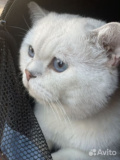 Шотландская прямоухая порода кота