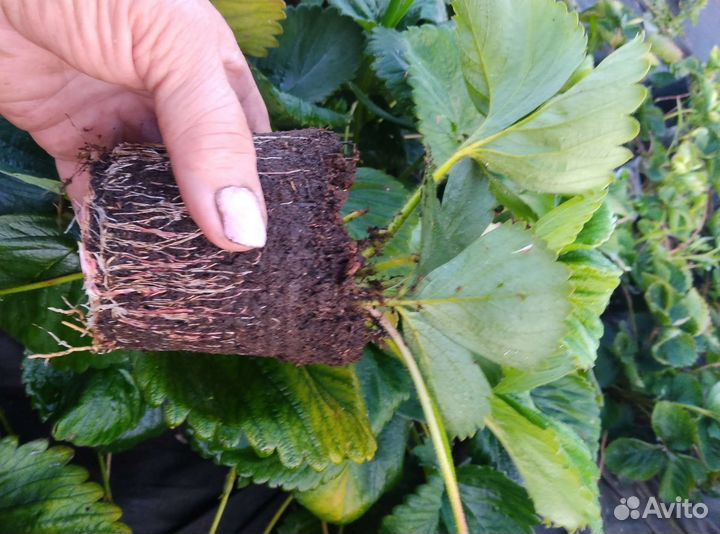 Рассада клубники