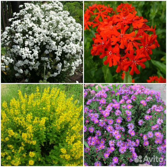 Многолетники, садовые цветы, саженцы