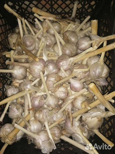Чеснок