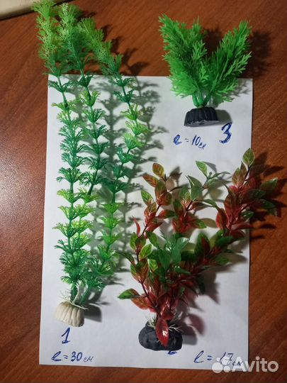 Меченосцы, моллинезии, пецилии