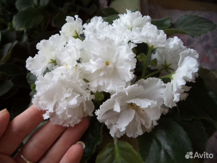 Фиалка Букет невесты