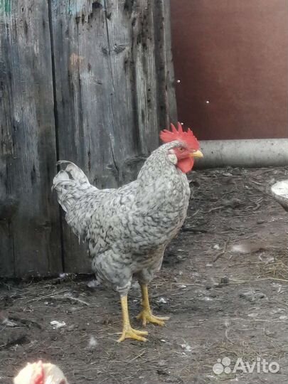 Петухи борковской барвистой