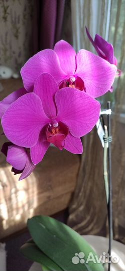 Орхидея цветёт цветок 12 см