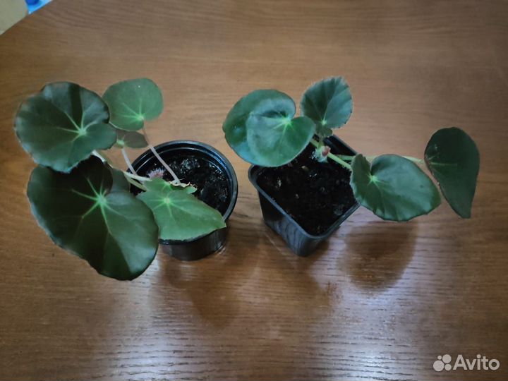 Комнатные цветы