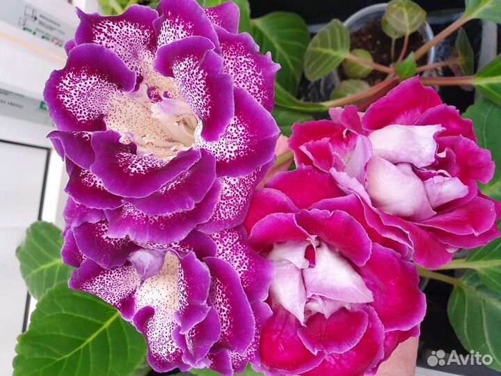 Продам глоксинии