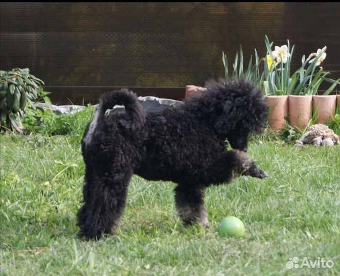 Пудель карликовый и средний