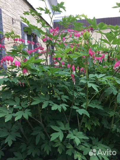 Дицентра,ландыши