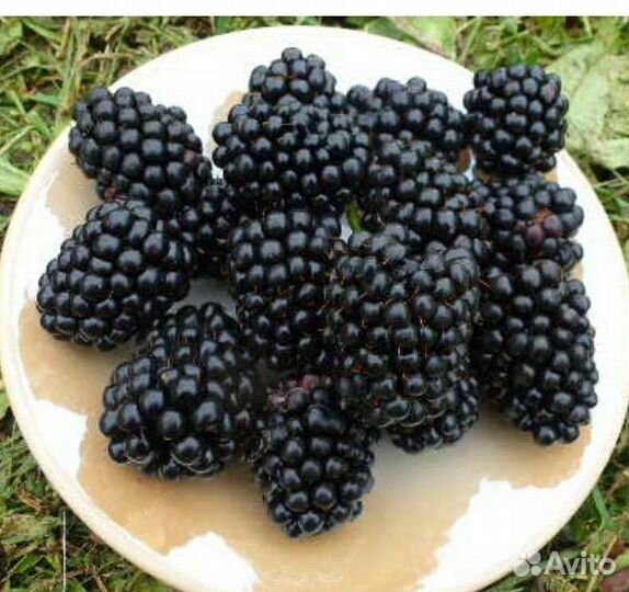Ежевика сорт Блэк Сатин