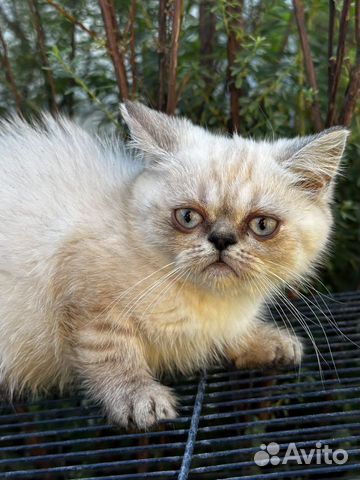 Котик тайский. мальчик 1,5 мес объявление продам