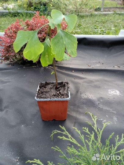 Гинкго билоба