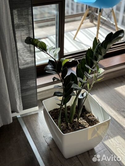 Замиокулькас 75 см и кашпо с автополивом